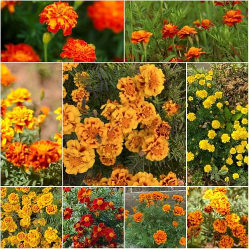 semillas de caléndula decoración de bonsáis Tagetes patula sala estar balcón Serie raras interior verano jardín 300pcs