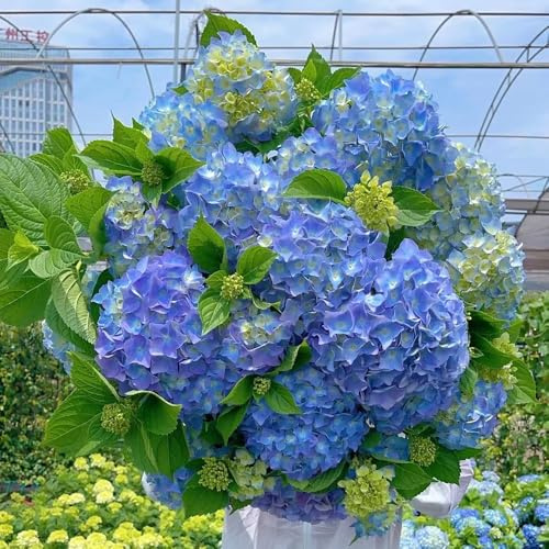 semillas de hortensia resistentes, silvestres, jardin, balcón, 550pcs