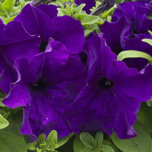 500 Petunia Nana Compacta Royal Blue Seeds - Purple/Blue Flowers - 500 Seeds