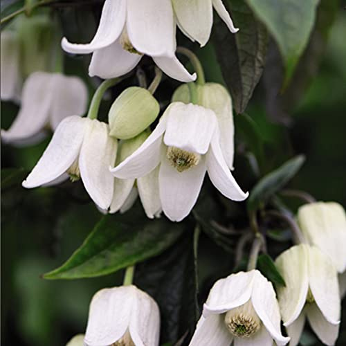 Winter Beauty Climbing Clematis Plant urophylla Old Man's Beard Hardy Perennial Evergreen Winter Flowering White Flowers Ideal for Warm Sheltered Spot Potted Plant by Suttons(2, 2-Litre Pot)