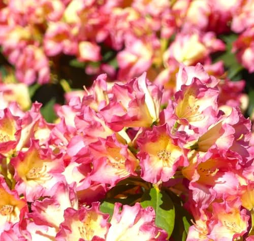 Rhododendron Hybride  Feuer und Flamme  Alpenrose 40-50 cm hoch