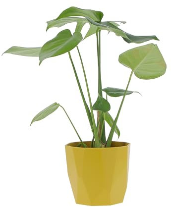 KENTIS - Monstera Deliciosa - Pianta Vera da Interno Resistente - Piante da Appartamento Purifica Aria - Ornamentale - H 40-50 cm Vaso Ø 14 cm