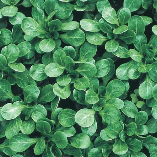 Buy4seeds 400 Seeds Corn Salad Lambs Lettuce Easy to Growing (400 Seeds)