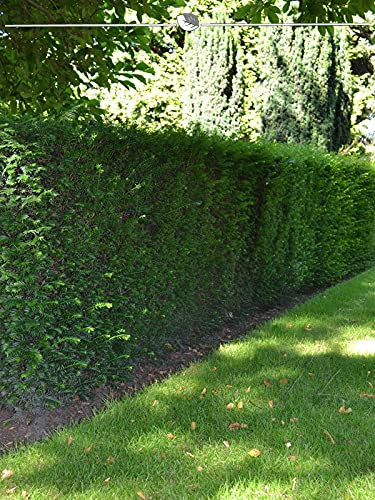 Taxus baccata 50-60 cm im Topf. 75 Eibe Heckenpflanzen. Eibe Hecke = immergrün