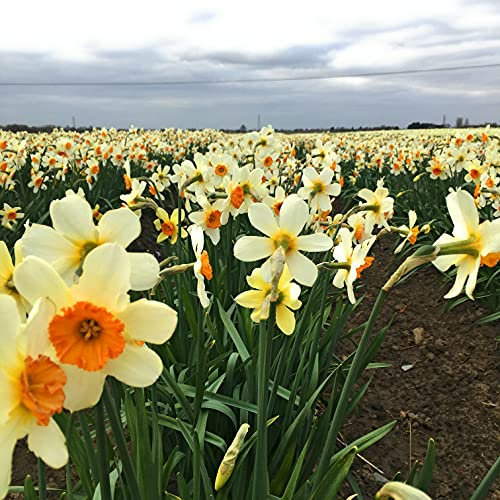 50 Daffodil Bulbs (Mixed Varieties) Free UK Postage