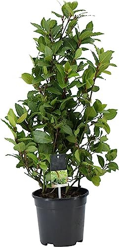 Laurel Natural DECOALIVE Planta Viva con Hojas Aromáticas