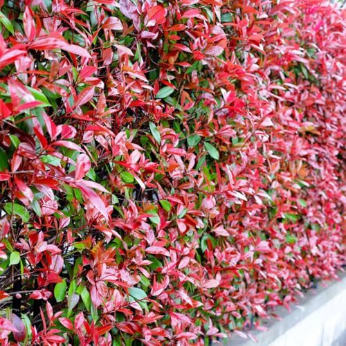 Semillas de Photinia de petirrojo rojo - para lugares soleados balcón arbustos rápido crecimiento regalos para jardineros exterior resistentes setos arbustos 500pcs