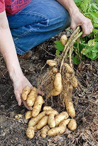 Swansgreen Russian Banana Fingerling Potato Seed Organic Seeds Vegetables Fruit Sweet Healthy Kitchen Cooking Food Garden Plant 100Pcs/Bag