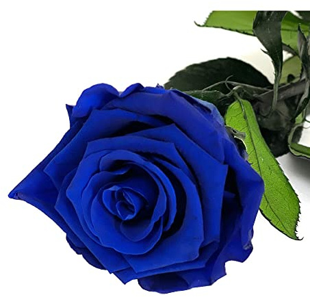 Mundo Eterno Rosa Eterna Preservada 55cm Azul Oscura