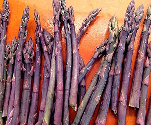 ® 5 asparagi Crown, asparagi, Purple Passion 2 anno di radici:Seeds