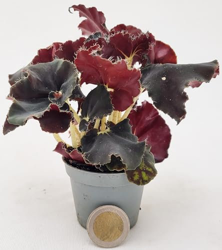 POWERS TO FLOWERS - BEGONIA REX NERA, DARK MAMBO IN VASO 5,5cm, ideale per terrarium, pianta vera