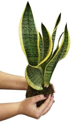 Kokedama con Lengua de Suegra – Planta Natural Japonesa – DECOALIVE