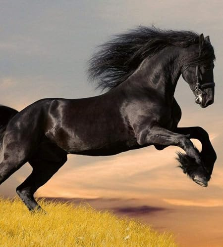 Papier peint intissé CHEVAL 225 cm x 250 cm | Tapisserie Murale XXL Poster Décoration - Salon Appartement - Photo d'art Tableaux Muraux | QUALITÉ SUPÉRIEURE - MADE IN EU - Y compris adhésif