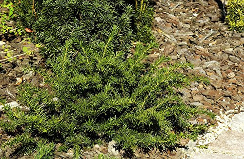 Eibe Tafeleibe Taxus baccata Repandens Containerware 25-30 cm