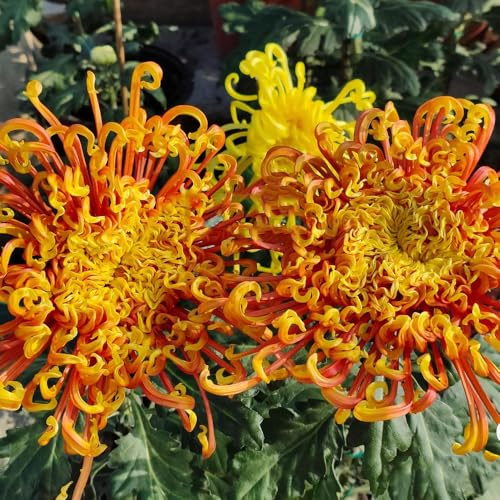 crisantemi, recisi da balcone da giardino in vaso balcone serra interna arredamento del soggiorno giardino roccioso rampicante rara 1000semi