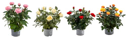 Rosales Miniatura Pack de 4 Plantas con Flores de Colores