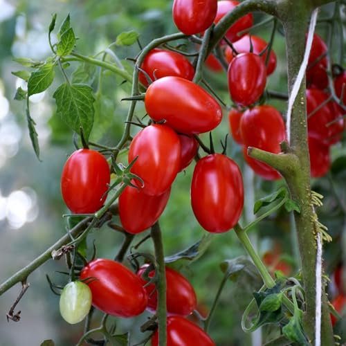 PREMIER SEEDS DIRECT - Vegetable Tomato Tutti FRUITTI F1 (8-Seeds)