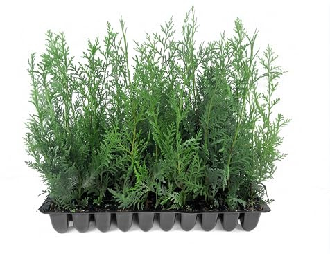 Murray Cypress | 10 Live Plants | Cupressocyparis leylandii 'Murray' | Fast Growing Privacy Trees | Evergreen Plants for Windbreaks