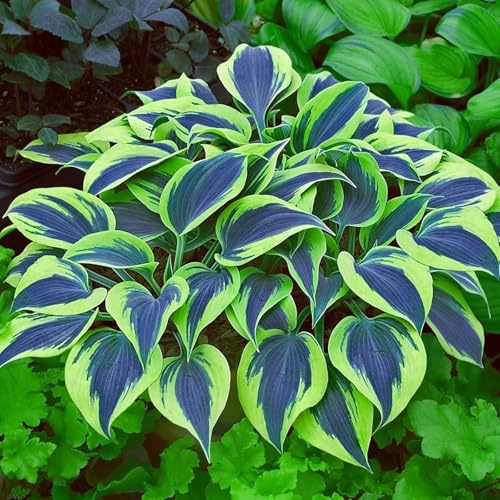 Perennial,Brilliant Hosta Bulbs Bulk,Professional Planting for Stunning Garden Displays-8 Bulbs-B
