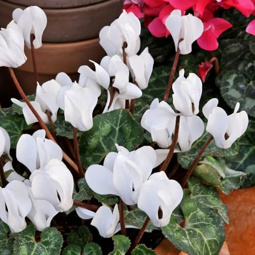 alpenveilchen - cyclamen - schnittblumen winterharte kübelpflanzen hochbeet wohnzimmer deko gartenblumen kräuterpflanzen 600samen