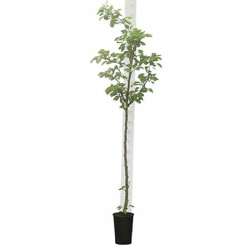 Bloomique - Prunus Dulcis - Mandelbaum - Obstbaum - Gartenpflanze - Winterhart - Höhe 130-160 cm - Topfgröße: 28 cm