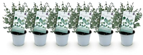 Albero di eucalipto gunnii - 6 piante - Resistente all'inverno - Pianta da terrazza - Ø 14 cm, altezza 30 cm - foglie verde blu con profumo meraviglioso