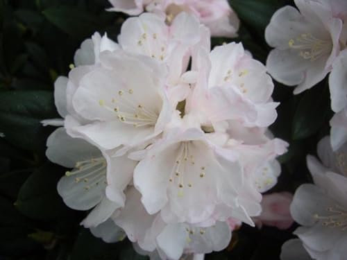 Rhododendron yakushimanum Hybride Amboseli - Synonym White Star - Ball Alpenrose - 30-40cm