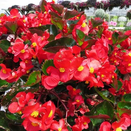 Nouvelles graines de fleurs de bégonia fraîches 100 pièces