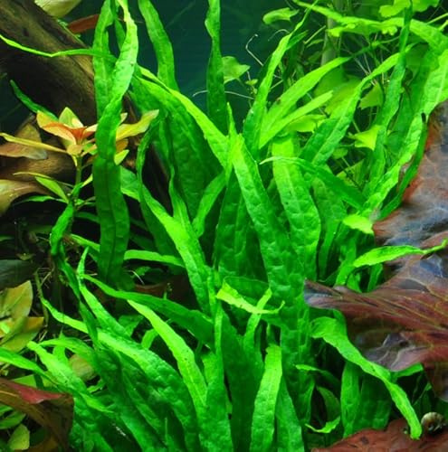 WASSERPFLANZEN WOLFF - Schmalblättriger Javafarn/Microsorum pteropus 'Narrow' | Aufsitzerpflanze für Aquarien & Aquascaping | Robuste, pflegeleichte Anfängerpflanze | Mittel- & Hintergrund | Topf