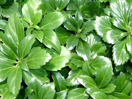 Stauden Gänge 10 x Pachysandra terminalis 'Green Sheen' Dickmännchen | Winterharter Bodendecker für Halbschatten bis Schatten, Blüte April bis Mai, mehrjährig, 9x9 cm Topf