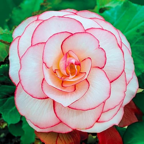 Bulbos de BEGONIA | Bulbos de los mejores productores holandeses | Selección exclusiva y control de calidad | Floración garantizada. (3 Bulbos de Begonia Picotee Blanca-Roja)