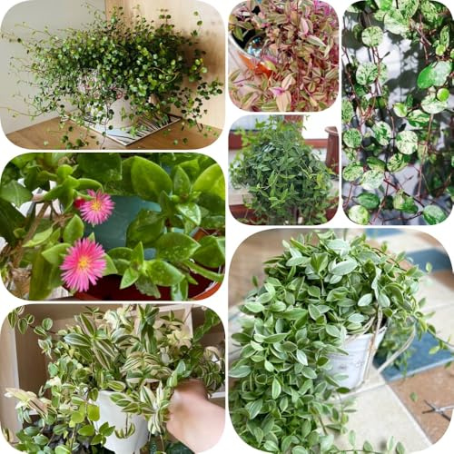 Grünlilie - kletterpflanzen nachhaltige produkte balkongewächshäuser pflanzensamen balkonpflanzen luftreinigende zimmerpflanzen immergrüne winterhart wohnzimmer deko dekopflanzen 150Samen