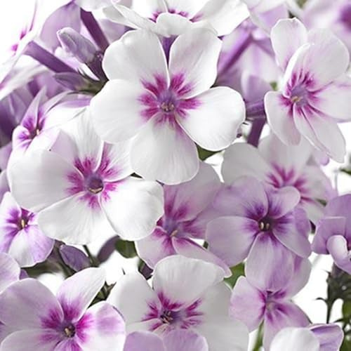 Semillas de Phlox (Vivas) - sin necesidad de mantenimiento,Ecologización-6 BULBOS