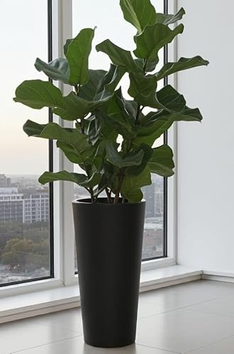 Ficus Moderner Pflanzgefäß aus Kunststoff, 58,4 cm hoch, für den Innen- und Außenbereich, recycelbar, Schwarz