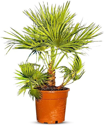 Chamaerops Humilis - Europäische Zwergpalme - Immergrüne winterharte Palme - 80 cm hoch inklusive Topf