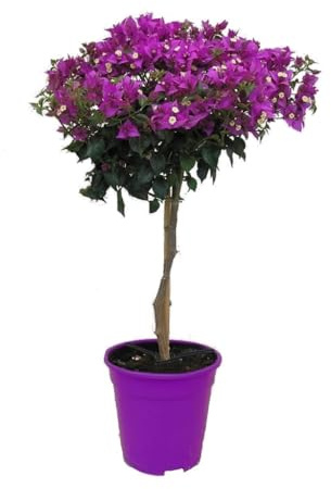 Plant in a Box - Bougainvillea 'Alexandra' - Bougainvillée sur tige - Fleurs violettes - Plante de jardin - Pot 17cm - Hauteur 50-60cm