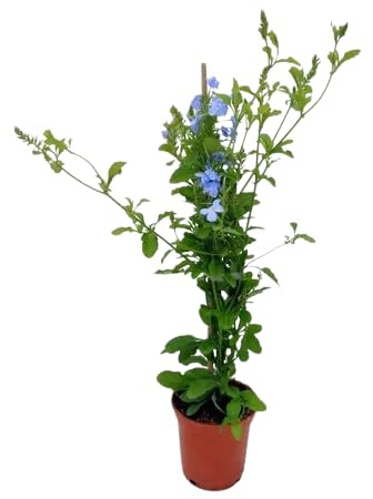 Planta Celestina Natural Arbusto de Exterior con Flores Celestes