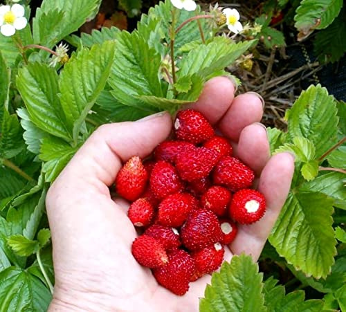 Wild Strawberries Seeds Regina 100+ Seeds