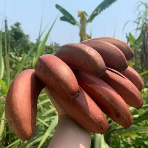 banane, banano - giardino resistenti in vaso semi di banana semi di per la decorazione del giardino all'aperto vaso resistenti, adatte all'uso 80semi