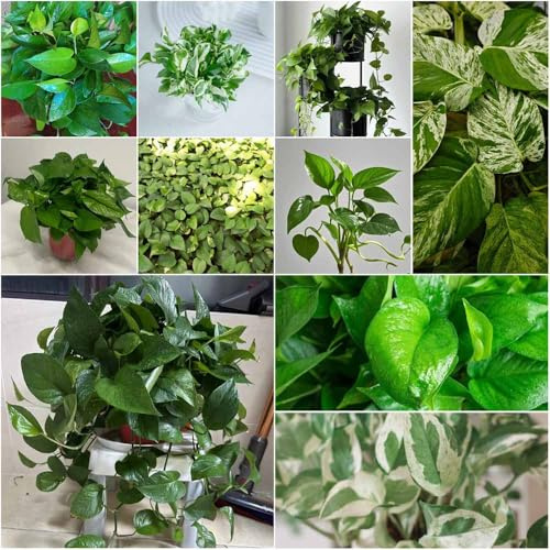 semillas de hiedra semillas de hiedra para interior decorativas perennes resistentes verdes variedades antiguas camas elevadas para 150pcs