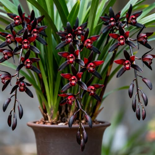 Rizomi di Cymbidium resistenti al freddo, Cymbidium orchidee, adatti alla coltivazione in interni ed esterni.-10 Rhizome-B