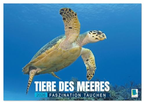 Tiere des Meeres: Faszination Tauchen (Wandkalender 2026 DIN A4 quer), CALVENDO Monatskalender: Haie, Wale, Delfine: Tauchen Sie ab in die blaue Tiefe (CALVENDO Tiere)