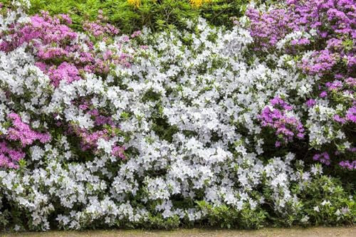 Azalee Rhododendron mucronatum 20-25 cm Zierstrauch immergrün