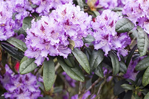 Rhododendron Hybride 'Blue Peter' 90-100 cm – Winterhart, Immergrün, Mehrjährig – Rhododendron – Heckenpflanze für Garten & Sichtschutz