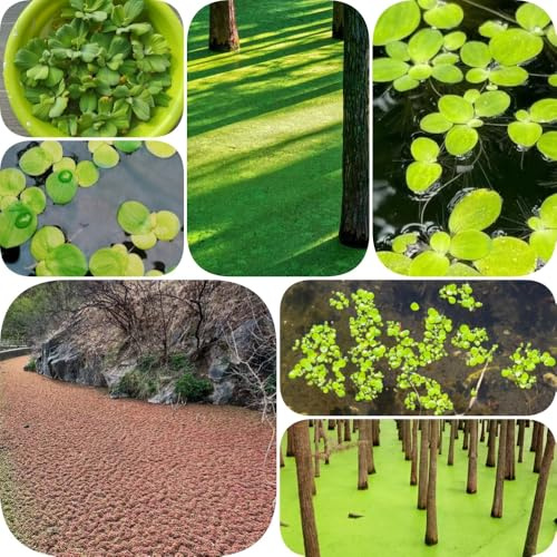 Semillas de lenteja de agua - extraño estanque acuario orgánico verdes variedades antiguas productos sostenibles acuáticas jardín regalos para 600pcs