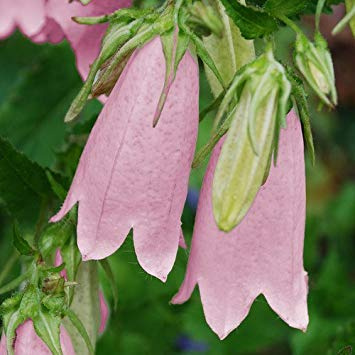 Semi Campanula Punctata 'Pink Party' -:Seeds