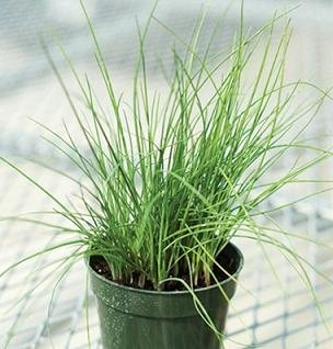 Chives Purly Allium schoenoprasum 2,000 Seeds