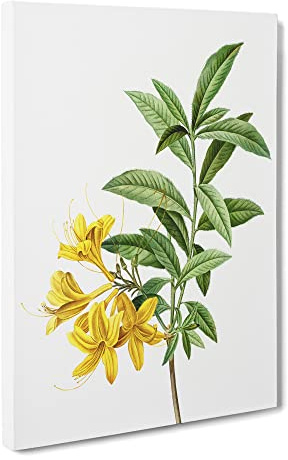 Yellow Azalea Flowers By Pierre Joseph Redoute Canvas Print | Gallery Wrapped 30mm Frame Wall Art | 30x20 inches | Ready to Hang | Retro Floral Picture | Living Room Bedroom Lounge Office