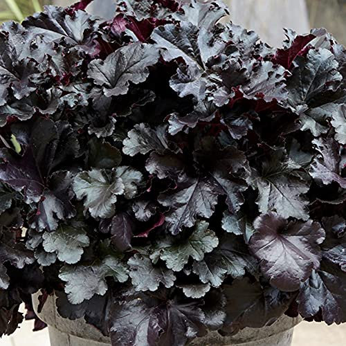 Heuchera Black Pearl Korallen Glockenblumen Outdoor Stauden Gartenpflanzen im Pflanztopf
