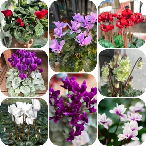 semi di ciclamino semi di come bomboniera organico perenni resistenti selvatici da balcone esotico vecchie varietà raro per luoghi soleggiati 150pcs